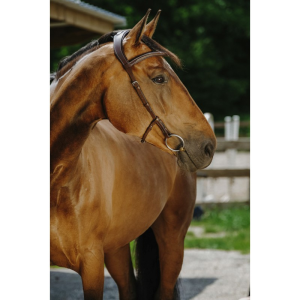 Bridon NORTON - Freedom