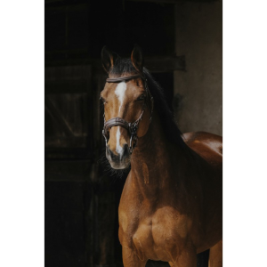 Bridon NORTON PRO - Hackamore