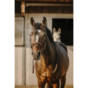 Bridon ERIC THOMAS - Work