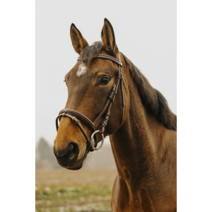 Bridon NORTON CLUB - Strass V