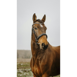 Bridon NORTON CLUB - Diva