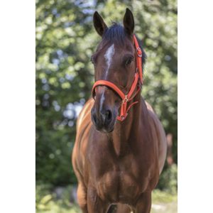 Licol NORTON "Fluo" doublé