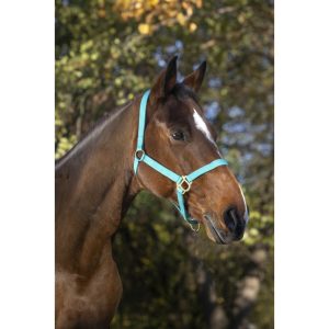 Licol nylon double épaisseur NORTON avec fermetures à boucles