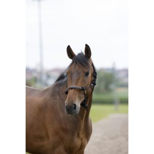 Licol éthologique NORTON "corde/synthétique"