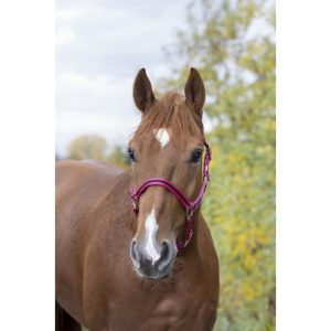 Licol nylon NORTON doublé cuir
