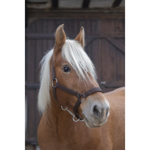 Licol NORTON PRO pour cheval de trait
