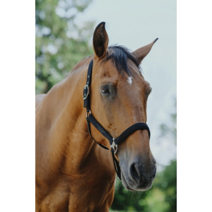 Licol nylon EQUITHÈME - Protector