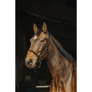 Licol cuir/corde NORTON PRO
