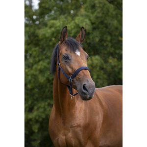 Licol NORTON nylon, doublé néoprène
