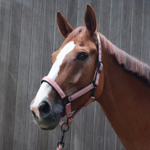 Licol LAMI-CELL - Charming