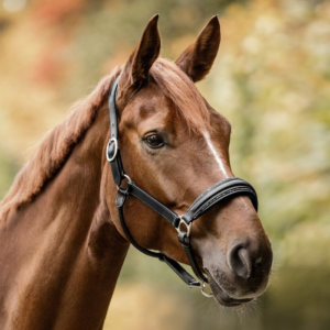 Licol en cuir Waldhausen S-Line Royal
