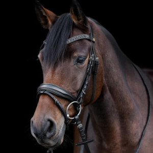 Bridon verni Waldhausen S-Line Blackshine