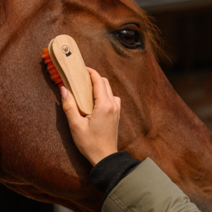 Brosse pour tête