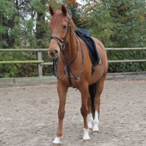 Martingale STAR