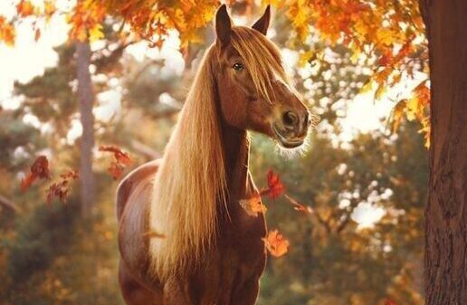 🍂 Préparer son cheval pour l’automne : le guide complet du cavalier