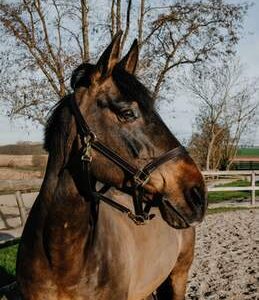 LICOL HUILE DERBY FS HAVANE