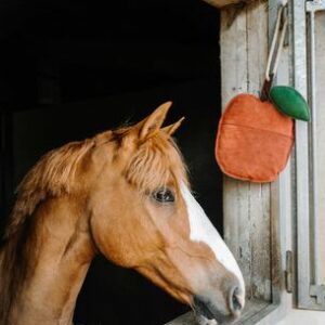 JOUET P/CHEVAUX POMME